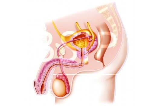 Anatomie   12 