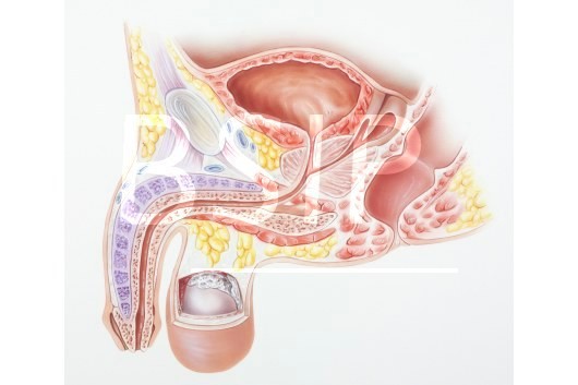 Anatomie   14 