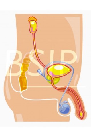 Anatomie   4 