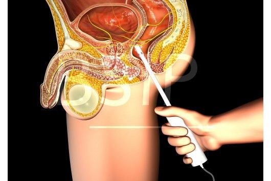 Anatomie   5 