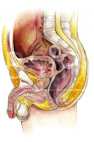 Anatomie   8 