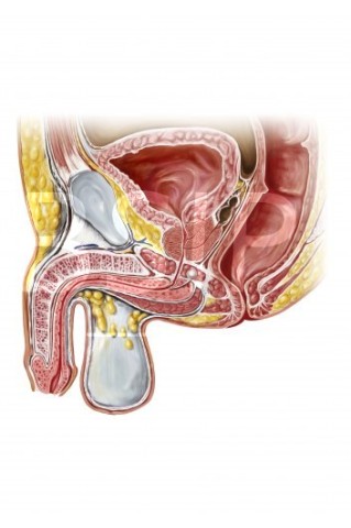 Anatomie   9 