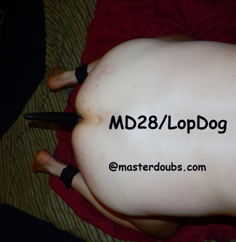 2015.11 Feb  Md28LopDog (5)