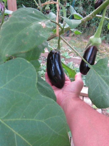 calibrage-aubergine0