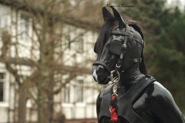 mr ponyboy