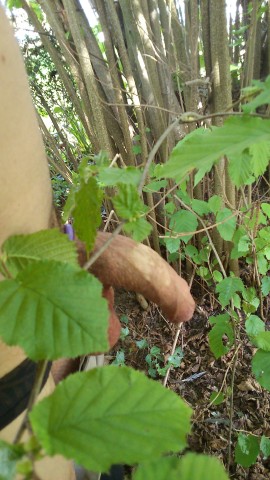 sorti nature (7)