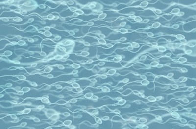 sperm