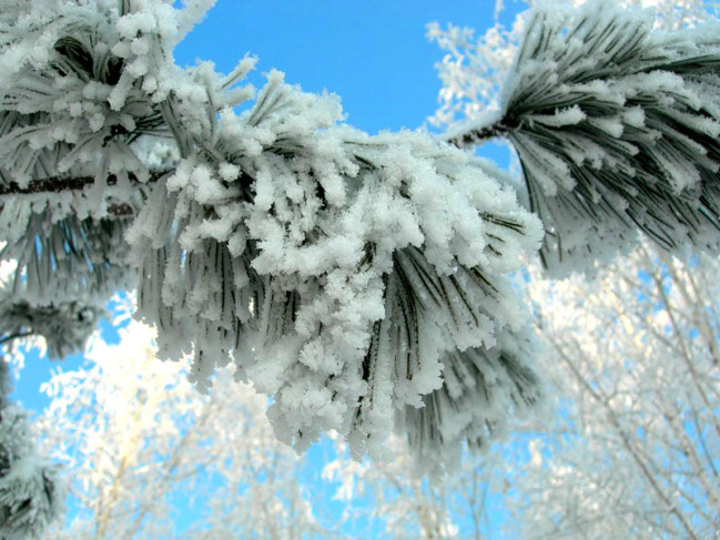 Winter-Beauty.jpg