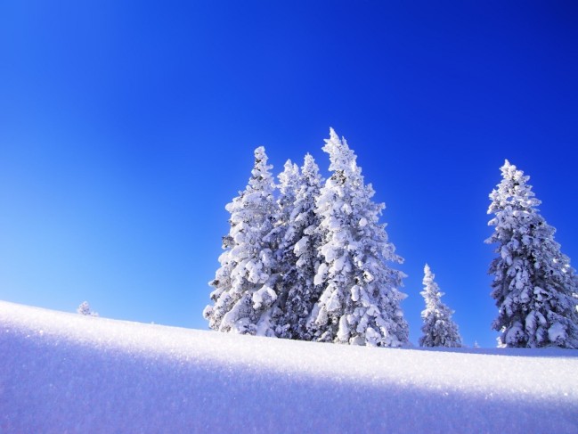 fond-ecran-arbres-sous-la-neige.jpg