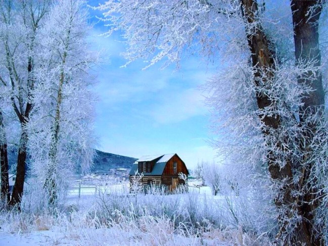 hiver-fond-ecran-arbre-neige-gele-cabane-bois.jpg
