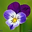 violette.jpg