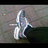 les-tns-des-rekinboys