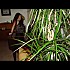 la-le-on-de-piano