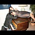 la-le-on-de-piano
