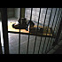 en cage