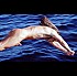 répertoire-30