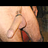Vos-contribution-2