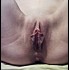Les-plus-belles-chattes-du-net