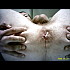 Godage-masculin
