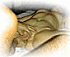 pic11.gif