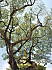 Monastere-de-Kong-Meng--Entre-les-arbres.jpg