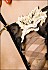 Mini-string fermé Lola Luna Bombay Cat 03