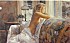 stevehanks4