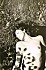 RalphGIBSON (8)