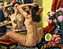 peintre.jpg
