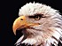 aigle-a.jpg