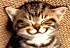 chat-rigolo.jpg