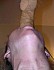 amateur-fucking-17.jpg