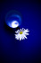 marguerite