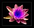 fleur