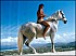 horse7.jpg