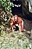 0116_tigerman.jpg