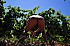 Exhibe-dans-les-vignes 7947