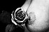 Rose Rouge (31)