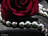 Rose Rouge (9)