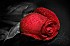 Rouge et Noir (40)