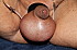 La-Pute-Male2 2910