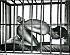 Cage01