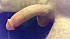 01 big dick,dic,grosse queue,belle queue020