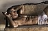underwear slip boxer calecon shorty gay photos pic-copie-47