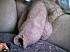 tumblr lmxxe71RIV1qexq8ao1 500