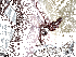 tumblr moulmzrl2r1qbtfb6o1 250