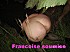FS11