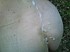 latruie (6)