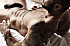 Rogan Richards by Thomas Synnamon 001