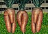 Carottes3